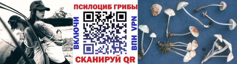Псилоцибиновые грибы Psilocybe  как найти закладки  Шагонар 
